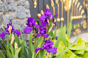Fototapeta premium Violet and blue blooming iris flowers closeup on green garden background. Sunny day. Lot of irises. Large cultivated flowerd of bearded iris (Iris germanica). Blue and violet iris flowers are growing