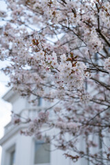 Close up of white cherry blossom growing on a cherry tree in the front garden of a house in...