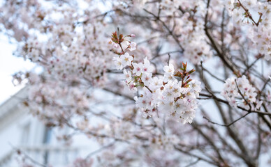 Close up of white cherry blossom growing on a cherry tree in the front garden of a house in Kensington, London UK.
