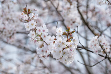 Close up of white cherry blossom growing on a cherry tree in the front garden of a house in Kensington, London UK.