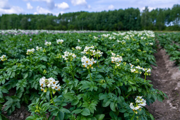 Close up white flower of potato crop