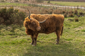 Highland cow scratching itself in a field in Scotland