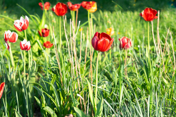 Bright colorful red purple tulip bouton flowers blooming blossoming on city park, garden backyard flowerbed outdoor on sunny spring summer day, flora, flower care, gardening, nature landscape
