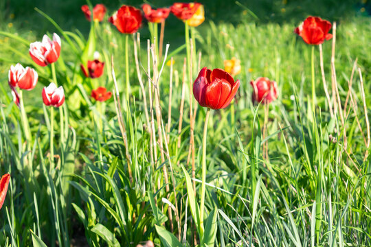 Bright colorful red purple tulip bouton flowers blooming blossoming on city park, garden backyard flowerbed outdoor on sunny spring summer day, flora, flower care, gardening, nature landscape © Дарья Воронцова