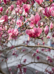 Close up of magnolia tree with stunning pink flowers. Photographed in the front garden of a house in Kensington, west London UK. 