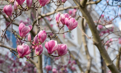 Close up of magnolia tree with stunning pink flowers. Photographed in the front garden of a house in Kensington, west London UK. 