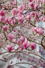 Close up of magnolia tree with stunning pink flowers. Photographed in the front garden of a house in Kensington, west London UK. 