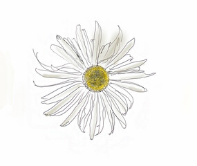 White Daisy Illustration and Drawing