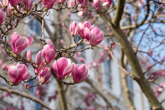 Close up of magnolia tree with stunning pink flowers. Photographed in the front garden of a house in Kensington, west London UK. 