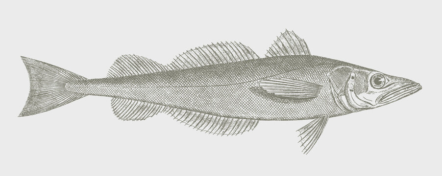 North Pacific hake merluccius productus, marine fish in side view