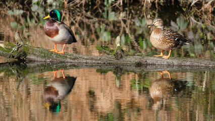 Mallard (Anas platyrhynchos), Lagan River, Belfast, Northern Ireland, UK