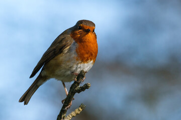  European Robin (Erithacus rubecula), Lagan River, Belfast, Northern Ireland, UK