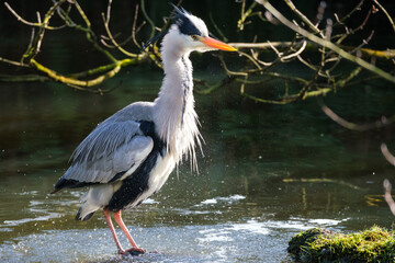 Grey Heron.Ardea cinerea), Lagan River, Belfast, Northern Ireland, UK