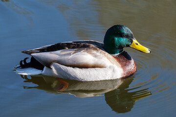 Mallard (Anas platyrhynchos), Lagan River, Belfast, Northern Ireland, UK