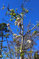 A fruit tree with pink and white flowers.