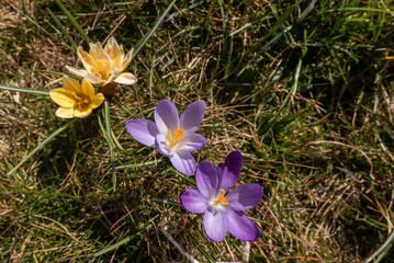 Krokusse auf Wiese