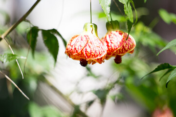 natureza, parque, aves, &aacute;gua, frutas, p&aacute;ssaros, flores, &aacute;rvores, verde, paisagens, pr&eacute;dios.