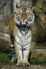 Tiger Majästetisch König der Tiere Katze Raubkatze Groß Raubtier Fleisch Prachtvoll