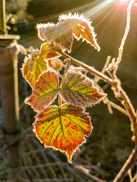 frostige bl&auml;tter im Sonnenschein