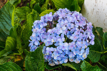 blue hydrangea flowers