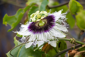 passion fruit flower