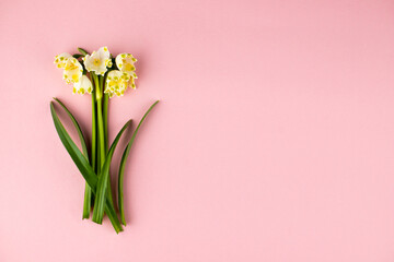 snowdrop flowers on a pink background