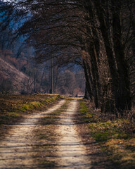 Obraz premium Weg im Frühling