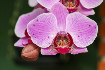 pink orchid flower