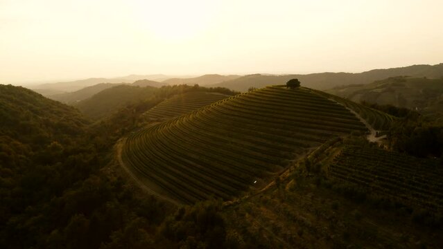 Aerial shot of vineyard on the hill at magic light, golden hour, terraces,Tuscany like in Goriska Brda