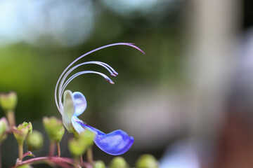 close up of a flower