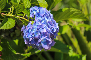 blue hydrangea flower
