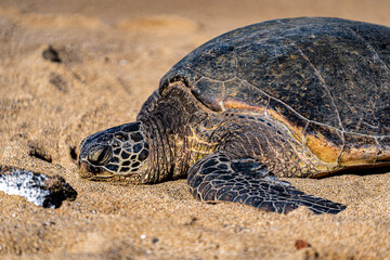 Hawaiian Green Sea Turtle (Honu) rests on a beach.