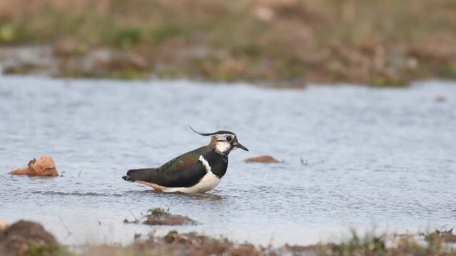 Bathing Northern Lapwing, Vanellus vanellus, in shallow water.
