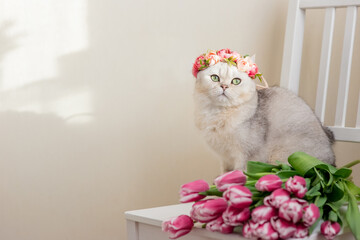A beautiful white cat in a crown of pink flowers, sits with bouquet of pink tulips, on a light background.