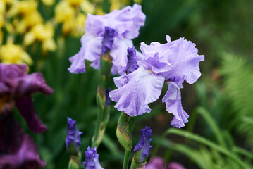 violet and yellow iris flowers in spring