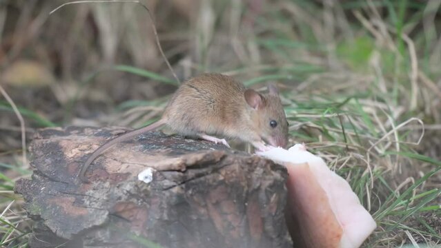 A mouse in the forest eats lard. Wood Mice Apodemus sylvaticus.