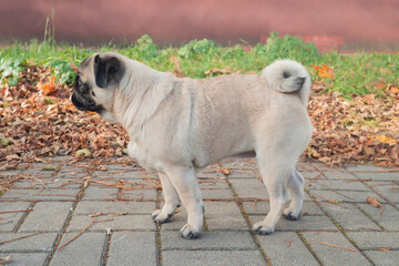 Cute pretty pug dog standing side view outside. Purebred show pug representative of its breed
