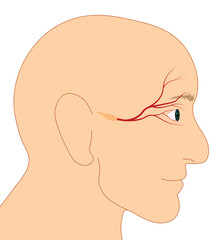 Trigemial and ophtalmic nerve illustration.