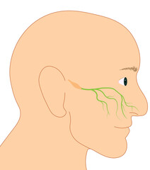 Trigemial and maxillary nerve illustration.