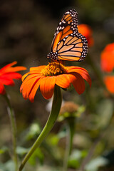 monarch butterfly on flower