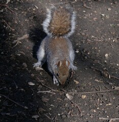 Close up of common grey squirrel scavenging on rough ground