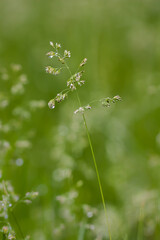 dew on grass
