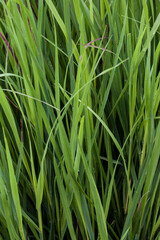 green grass background