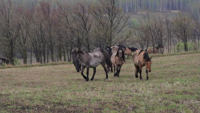 A herd of wild horses running through a wet field after the rain