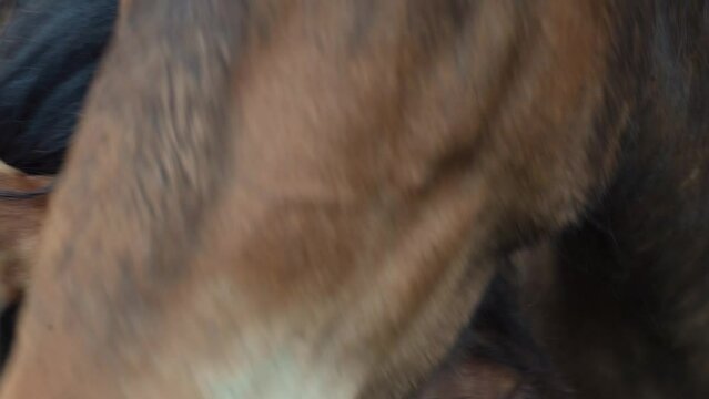 Wild horse of the Vyatka breed close-up