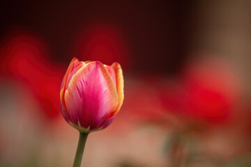 Beautiful red-yellow striped tulip on colorful background