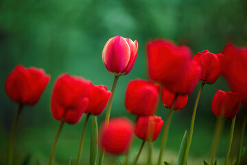 Red and red-yellow striped tulips on green natural background