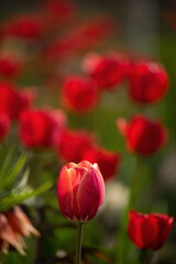 Obraz premium Red-yellow striped tulips on green and red natural background