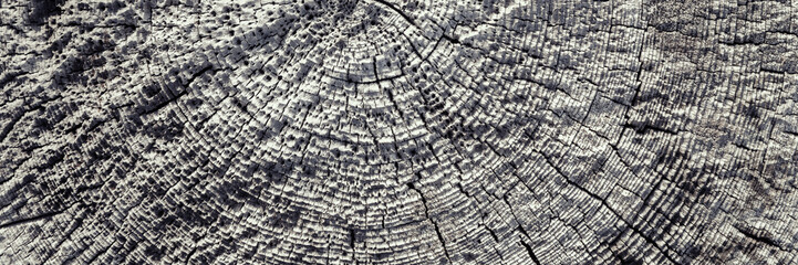 Texture of an old sawn log with a ring-shaped pattern. Weathered rough cracked gray surface of a dry wood. Natural rustic background.