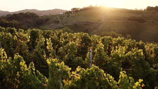 Vineyards at golden light on the hills in Goriska Brda